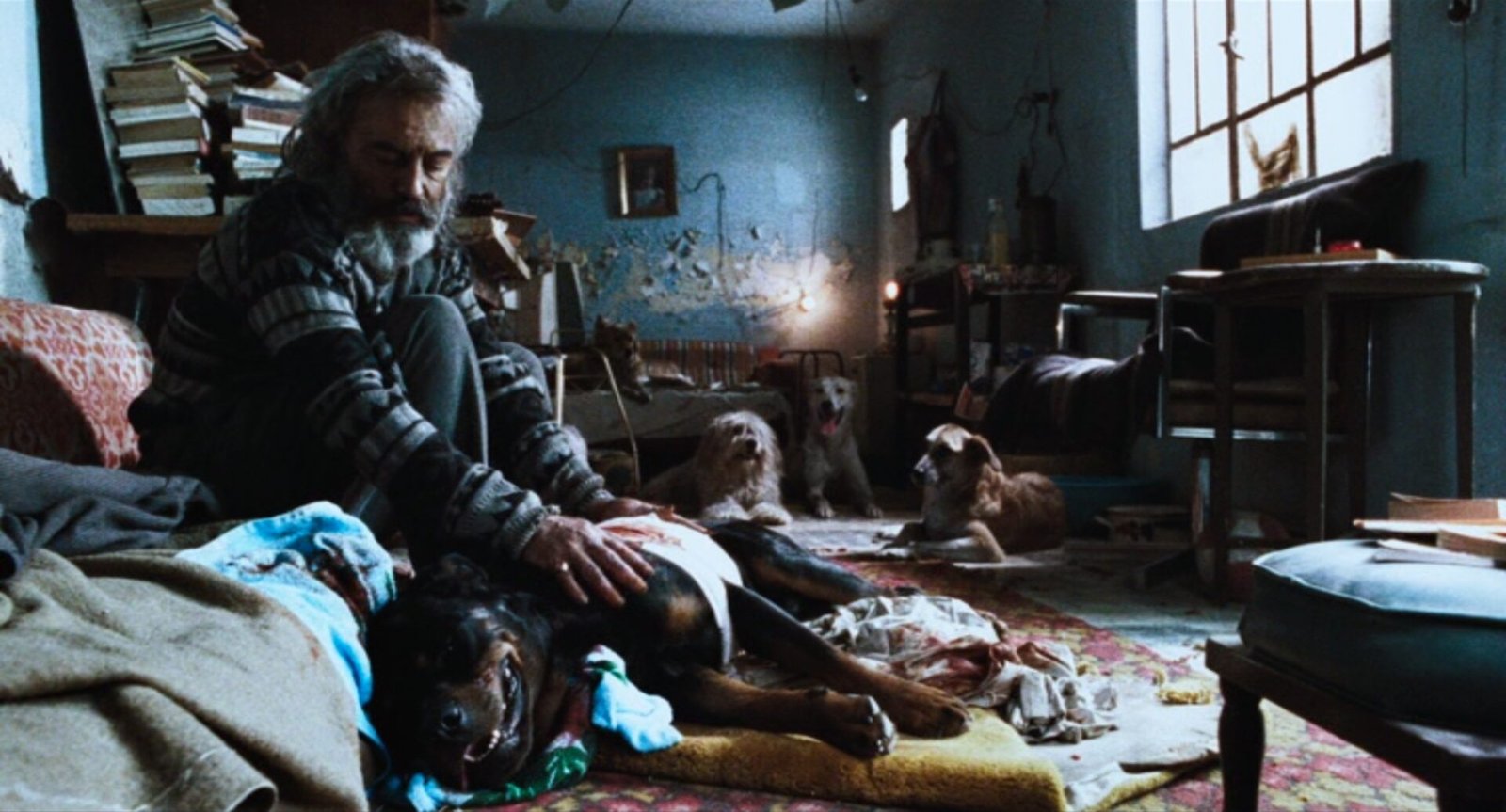 Amores perros