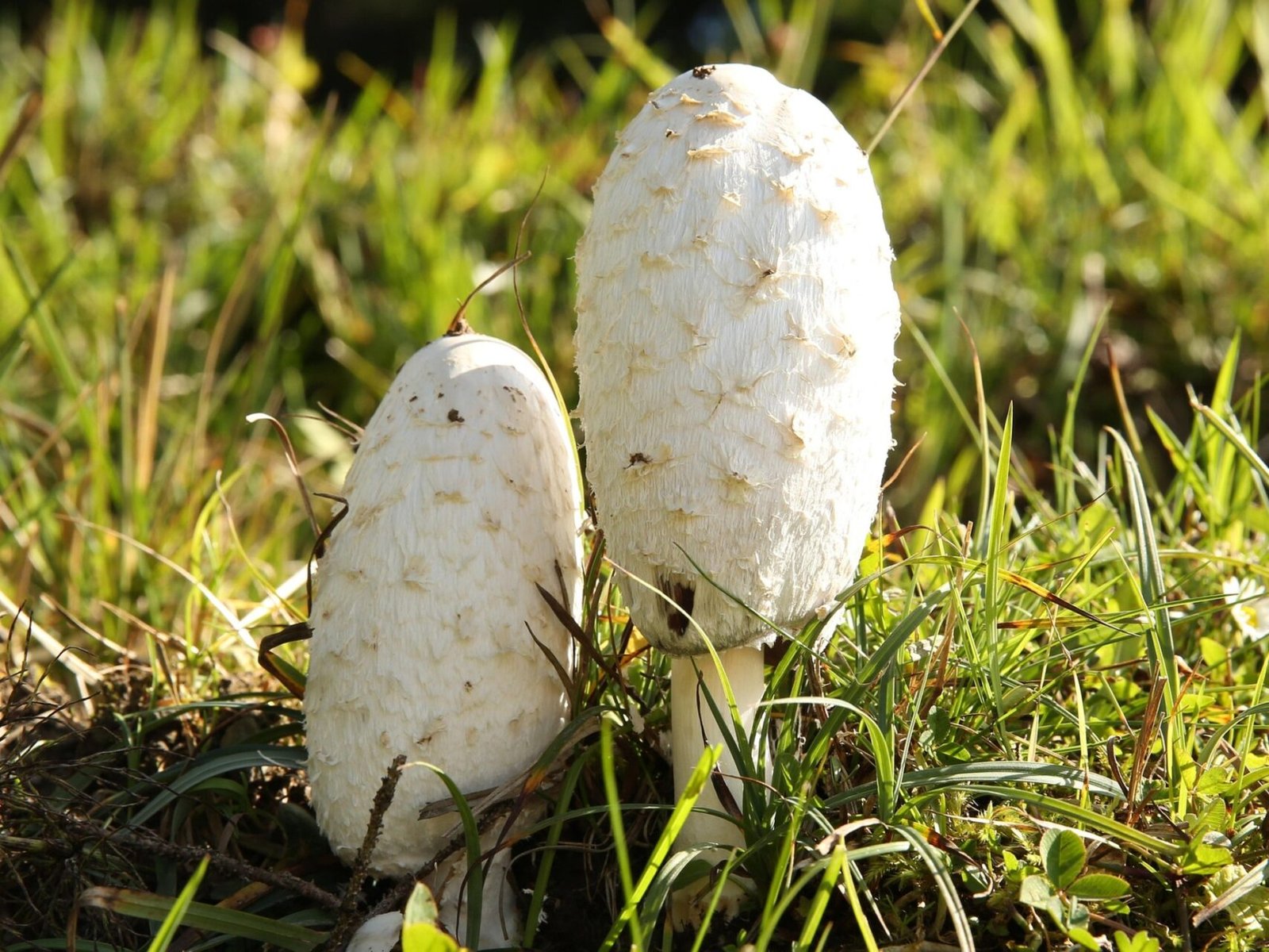 Coprinus comatus