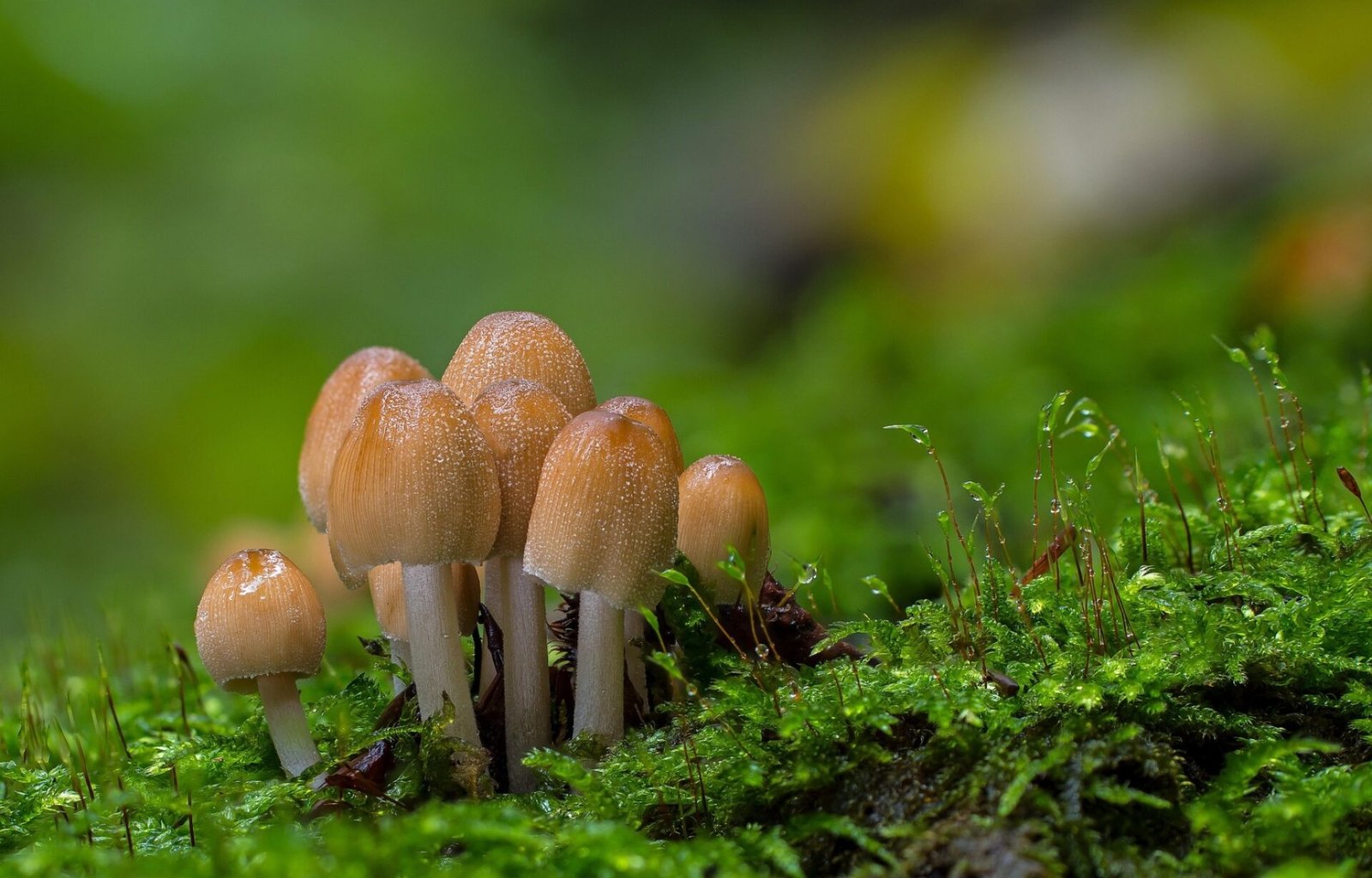 Coprinellus micaceus