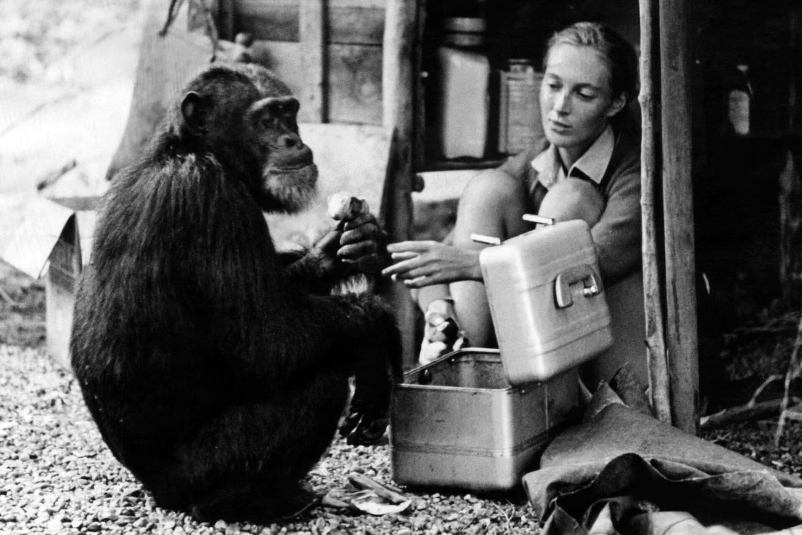 Jane Goodall
